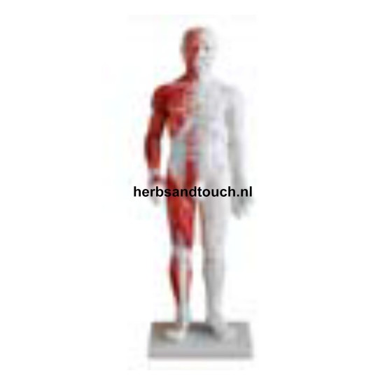 Acupuncture Model with Muscles 60CM Male